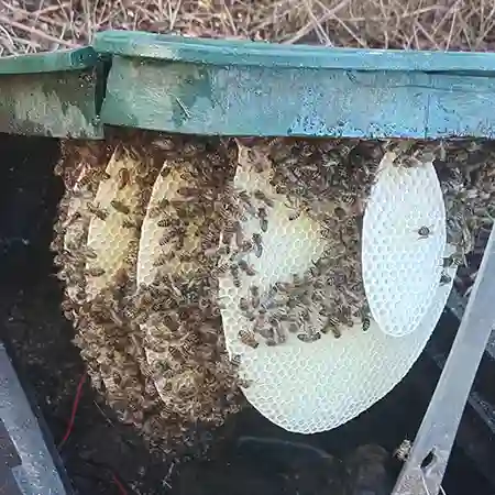 New bee colony removal from irrigation box in Sunningdale, Cape Town