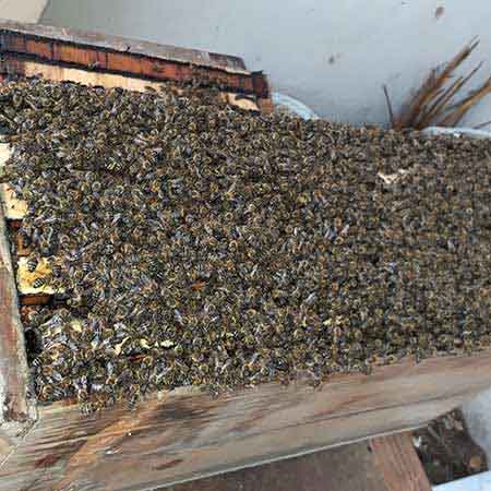 Full swarm catch box in Table View, Cape Town