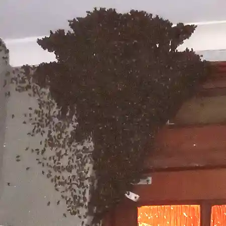 Urgent bee removal from bedroom in Mitchells Plain, Cape Town