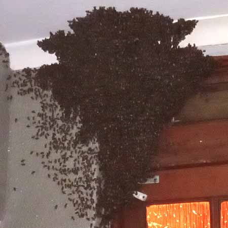 Urgent bee removal from bedroom in Mitchells Plain, Cape Town