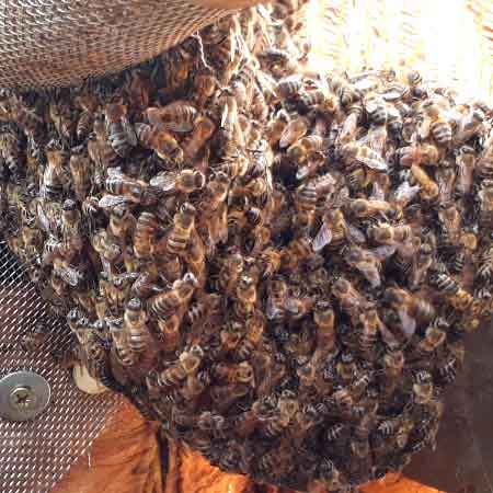 Bee colony removal from tree, Strand, Helderberg, South Africa
