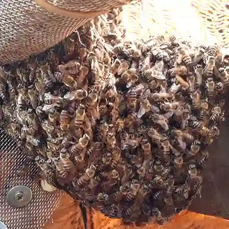 Bee colony removal from dead tree, Strand, Helderberg, South Africa