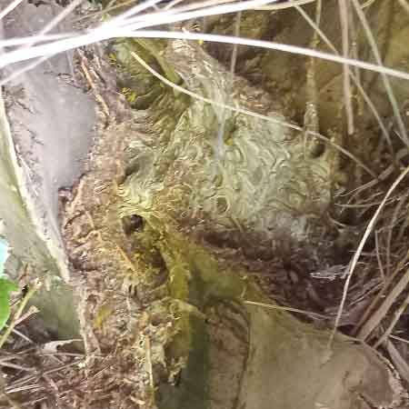 Lovely & friendly bees relocated from a park environment in Sunningdale, Cape Town