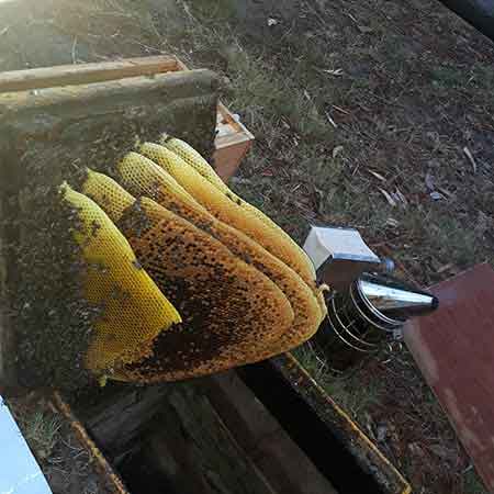 Bee colony removal from Bothasig, Cape Town