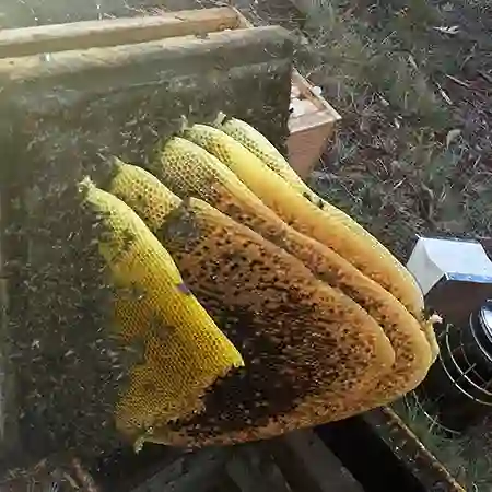 Bee colony removal from Bothasig, Cape Town