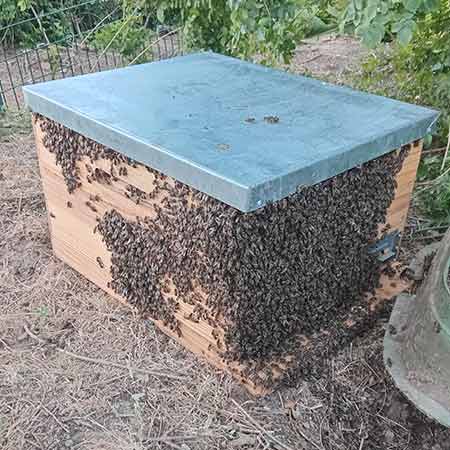 Established bee colony removal from water meter box in Welgemoed, Cape Town.