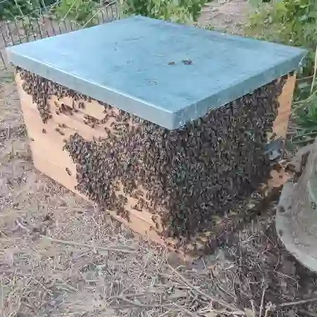 Established bee colony removal from water meter box in Welgemoed, Cape Town.