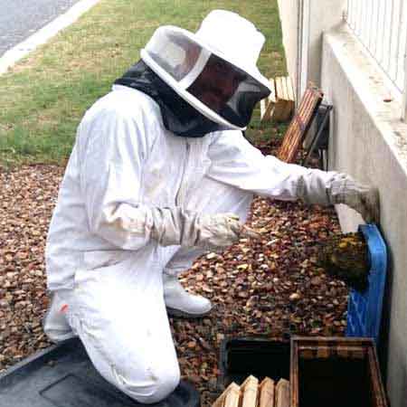 Bee removal water meter, Table View, Cape Town