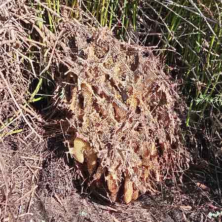 Lovely & friendly bees relocated from a park environment in Sunningdale, Cape Town