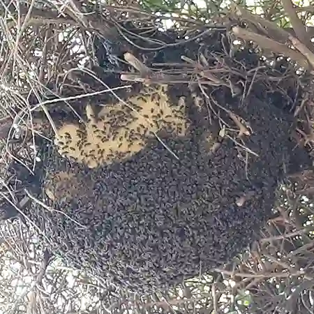 Wild bee colony removal from a tree 5m above ground, Cape Town, Western Cape