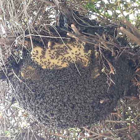 Wild bee colony removal from a tree 5m above ground, Cape Town, Western Cape