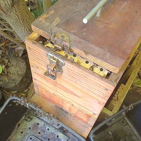New bee swarm recently moved into wormery in Mowbray, Cape Town.