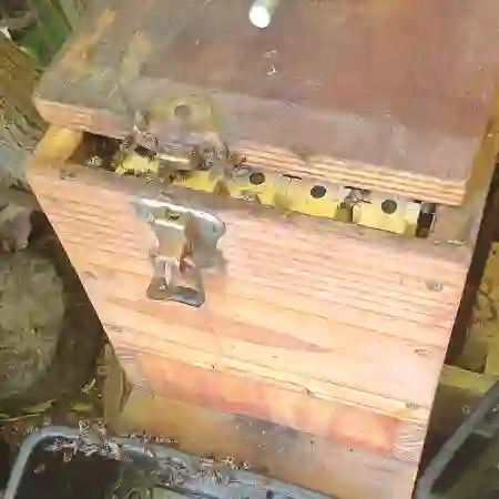 New bee swarm recently moved into wormery in Mowbray, Cape Town.